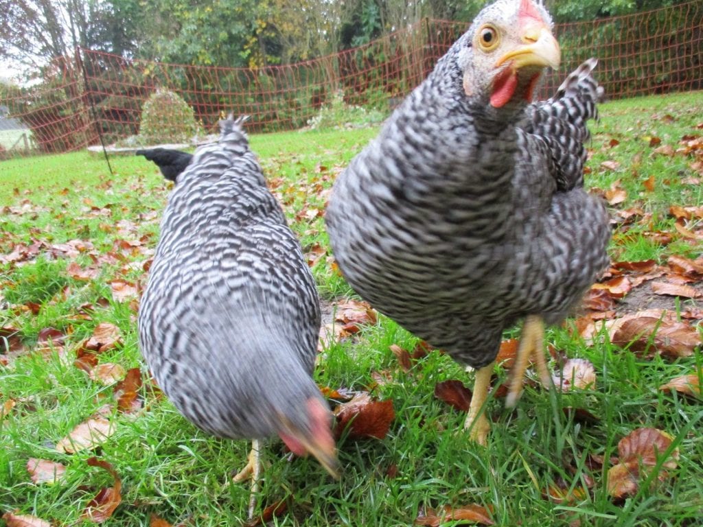 Closeup of two barred female chickens.